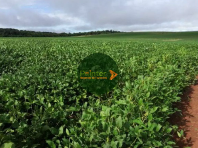 Fazenda - 1.034 Hectares