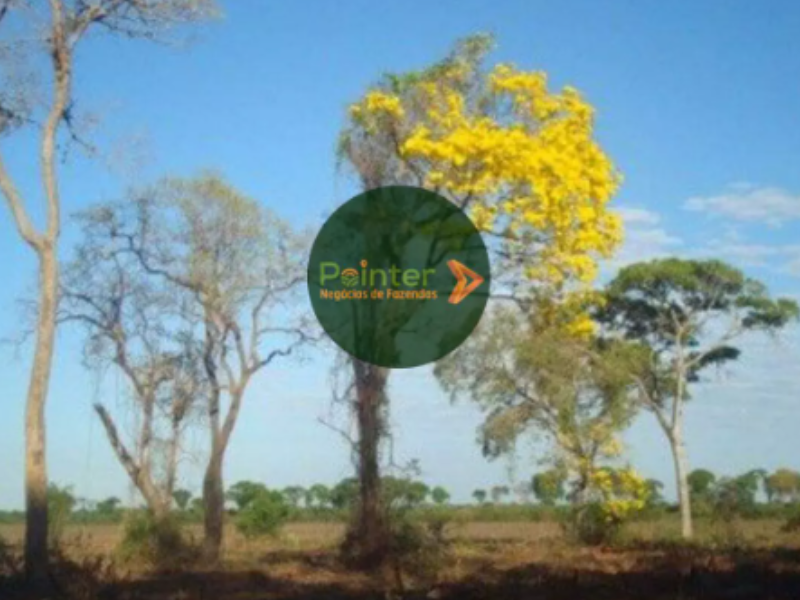 Fazenda - 1.151 Alqueires