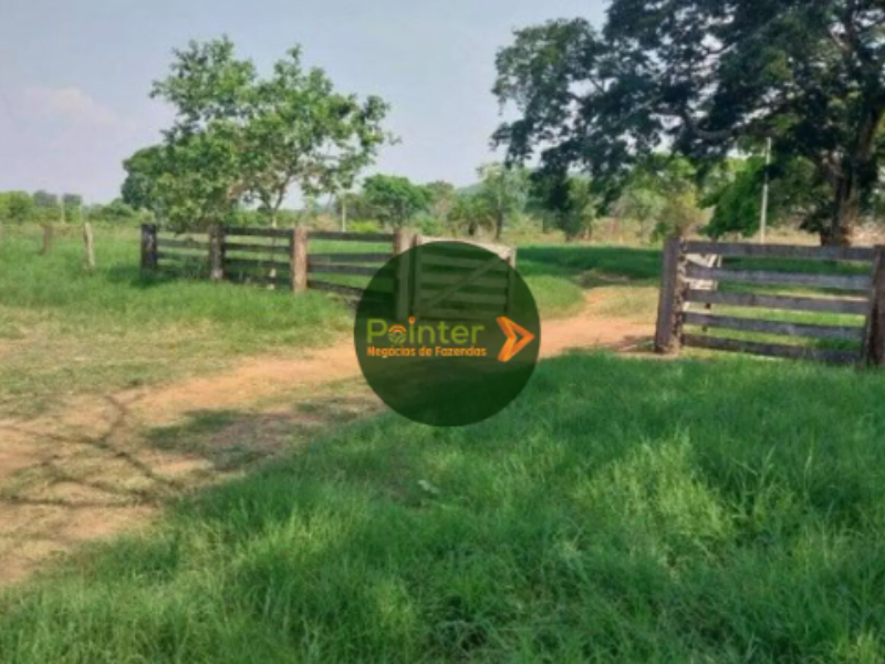 Fazenda - 8.000 Hectares