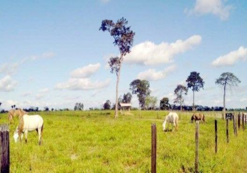 fazenda-no-para-7.png